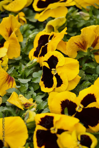Yellow Pansy Flower 