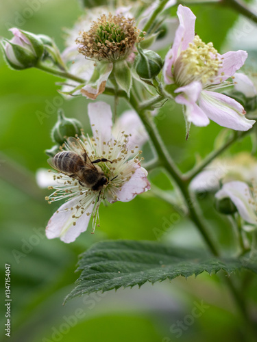 bee on a flower