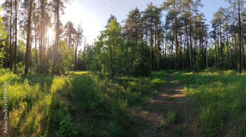 Sunlit Forest Path: A Serene Summer Evening in the Woods