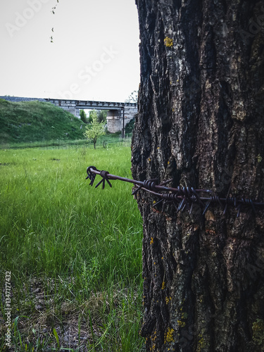 Obraz na plátně Close-up of a tree with barbed wire embedded in its bark against a green meadow and bridge