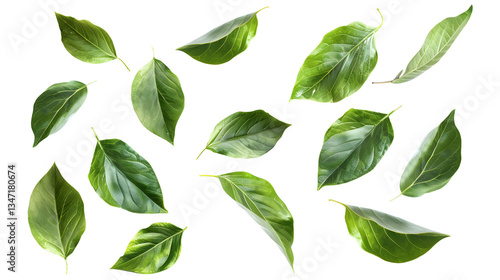 Green Floating Leaves isolated on transparent background, detailed photo, png 