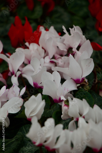 White Cyclamen Flowers