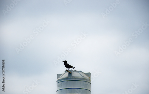 Crow on a water tank