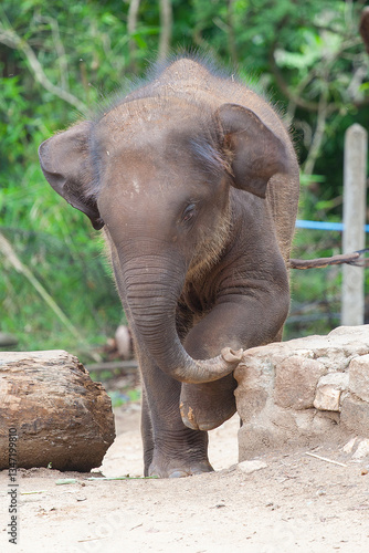Baby elephant in northern Thailand near Chiang Mai