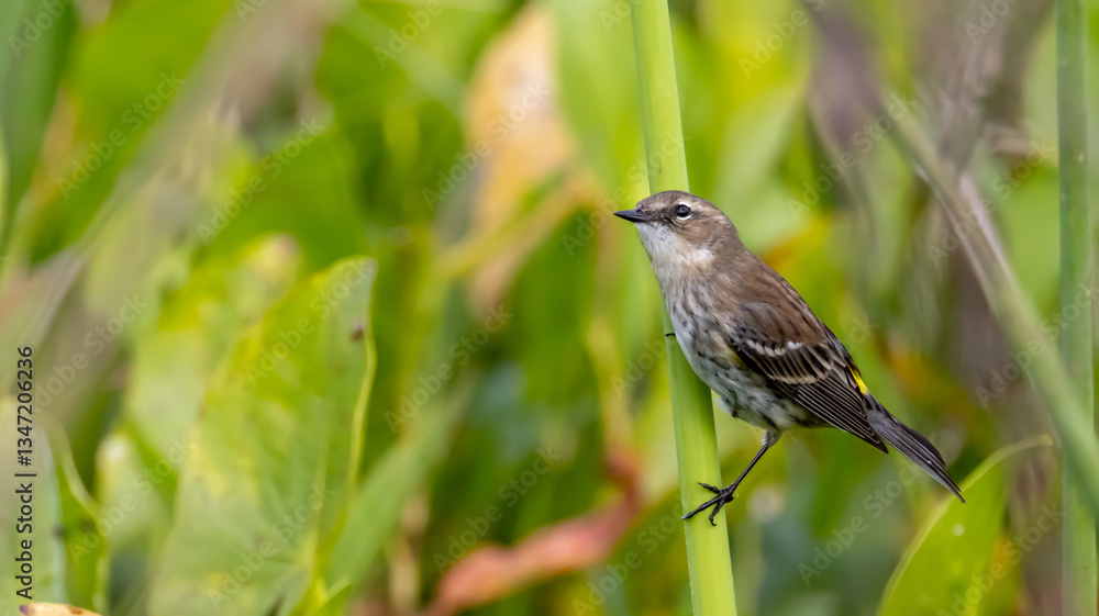 Yellow-Rumped Warbler Perched Elegantly Amid Lush Green Foliage in Its Natural Habitat of Orlando Florida Marsh Wetlands Yellow-Rumped Warbler Perched Elegantly Amid Lush Green Foliage in Its Natural Habitat of Orlando Florida Marsh Wetlands