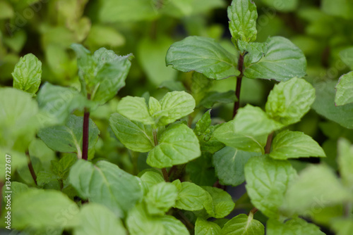 peppermint Herb Growing leaves plant 