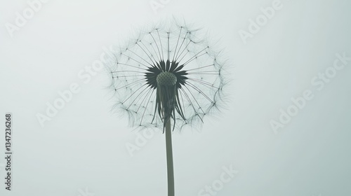 Wallpaper Mural Delicate dandelion seed head stands against a soft, ethereal, neutral background Torontodigital.ca