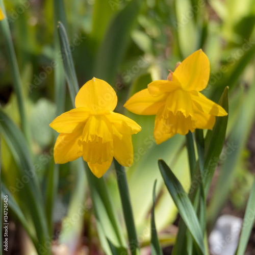 yellow daffodil in garden close up