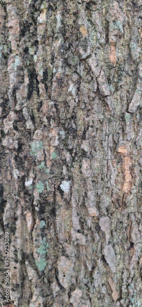 Obraz premium tree bark texture
