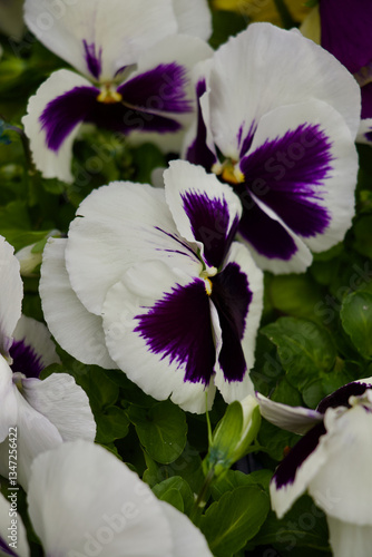 White Pansy Flowers Spring Time Blooming Garden 