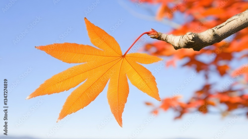 Leaf hangs on branch against bright sky. Vibrant fall foliage Leaf hangs on branch against bright sky. Vibrant fall foliage