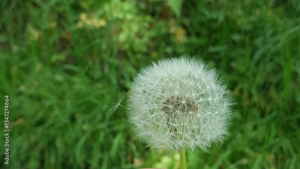 Fototapeta premium dandelion on green grass