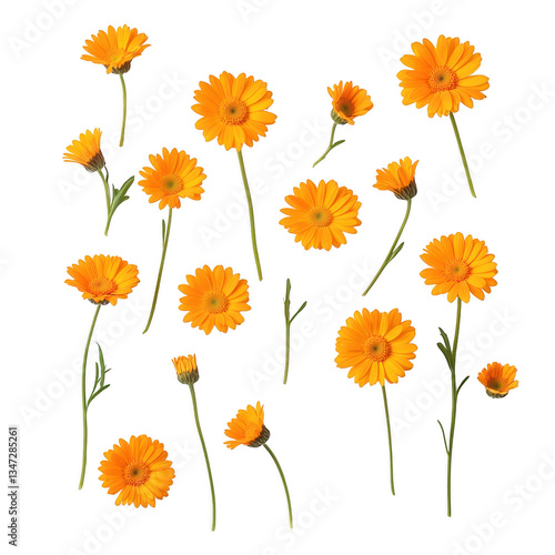 A bunch of orange flowers are scattered across a white background. The flowers are of various sizes and shapes, but they all have a similar color and texture. Scene is cheerful and bright