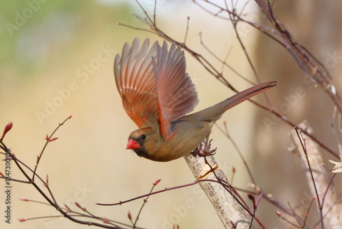 Female northern cardinal in flight against blurry background. 
