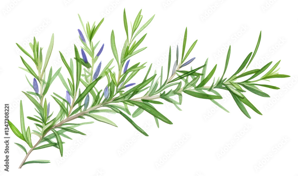 Fototapeta premium PNG Rosemary watercolor border flower plant herbs.