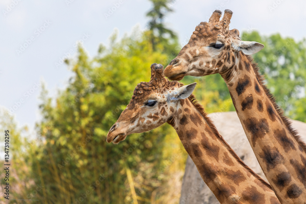 Natural reserve in Kenya. Couple of giraffes in safari park. Wildlife animals in savanna