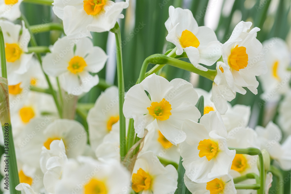 Fototapeta premium blooming white daffodils on a blurred green background