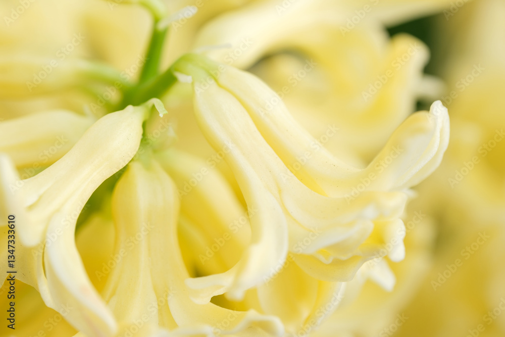 blooming yellow hyacinth on blurred background close-up blooming yellow hyacinth on blurred background close-up