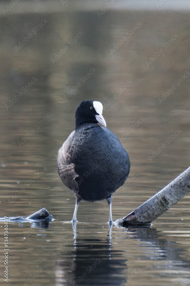 Fototapeta premium Coot standing on a tree branch in a lake.
