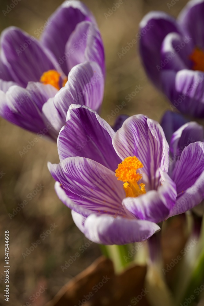 Fototapeta premium purple crocus flowers
