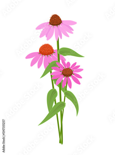 bouquet of purple coneflowers herbs. bunch of blooming echinacea purpurea flowers.