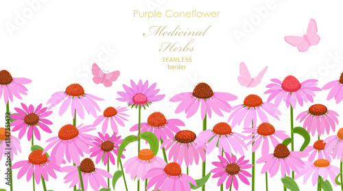 seamless border of purple coneflowers herbs and butterflies. field of blooming echinacea purpurea flowers.