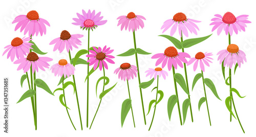 collection of purple coneflowers herbs with stems and leaves. set of blooming echinacea purpurea plants. bouquet of pink daisies