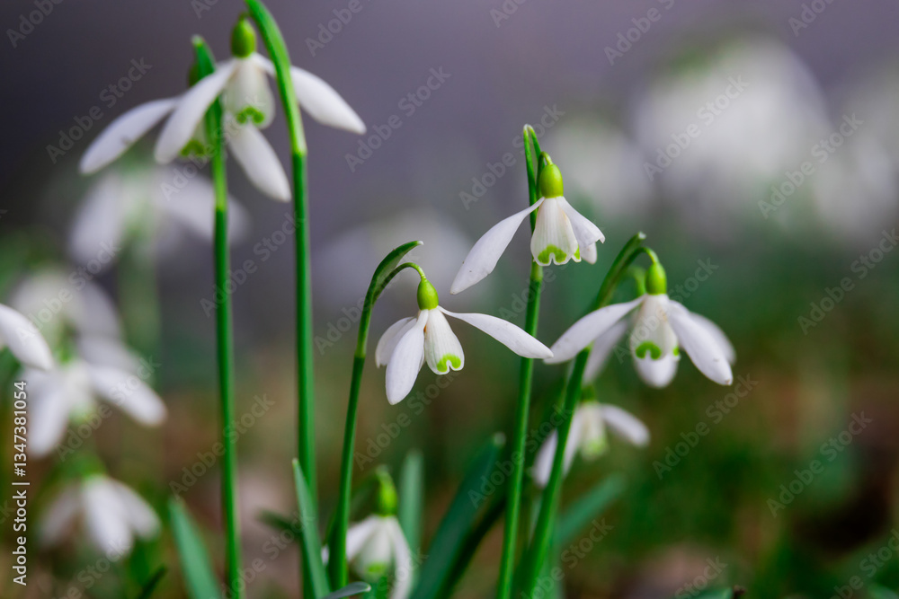 Delicate Snowdrop Flowers Blooming Peacefully in a Natural Spring Setting