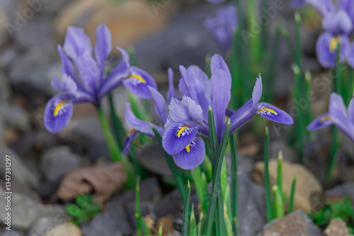 Wallpaper Mural Close-Up of Purple Iris Flowers Blooming in a Natural Garden Setting Torontodigital.ca