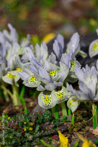 Obraz na płótnie Beautiful Close-Up of Striped Iris Flowers Outdoors in a Spring Garden w salonie