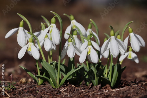 Flowering white pleated snowdrop (Galanthus plicatus) plants in spring garden
