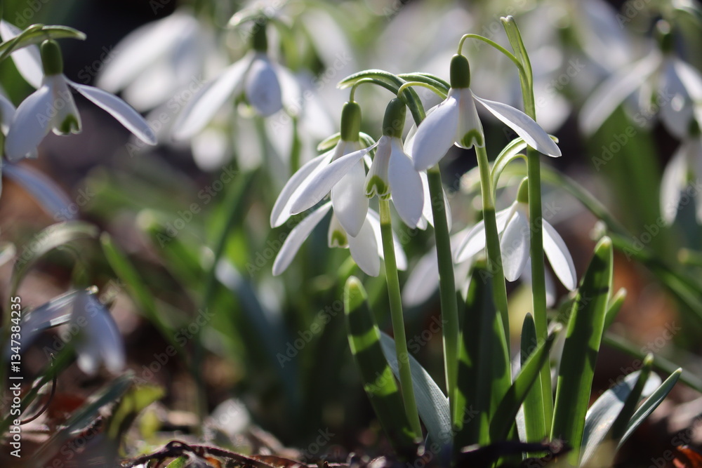 Fototapeta premium Flowering white snowdrop (Galanthus nivalis) plants in spring garden