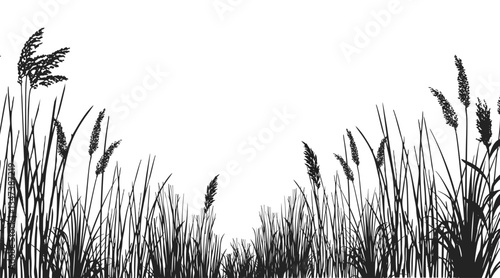 Silhouette of cattails and reeds. Wild grass on the river bank. Swamp coastal plants.