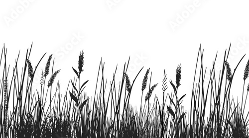 Silhouette of cattails and reeds. Wild grass on the river bank. Swamp coastal plants.