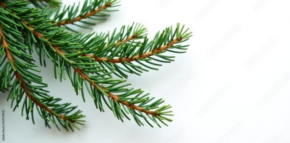 Isolated pine tree branches against white wall, branches, pine branch Isolated pine tree branches against white wall, branches, pine branch