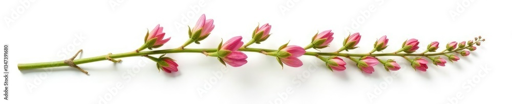 Isolated plant stem with details on white background, plants, flowers Isolated plant stem with details on white background, plants, flowers