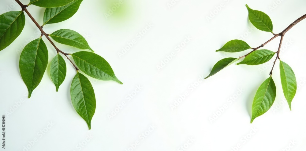 Naklejka premium Isolated tree branches on a clean white surface, tree branches, nature, clean