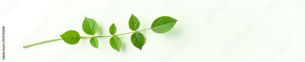 Single branch on white background with subtle leaf veins, botanical, nature Single branch on white background with subtle leaf veins, botanical, nature