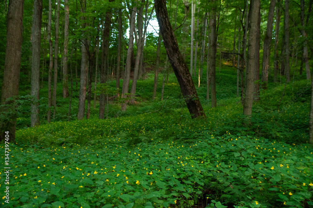 Obraz premium Vibrant greenery with yellow wildflowers from Jewelweed plants creates a serene and vibrant outdoor nature scene in the forest. Perfect for promoting calm, growth, and natural beauty at sunset.