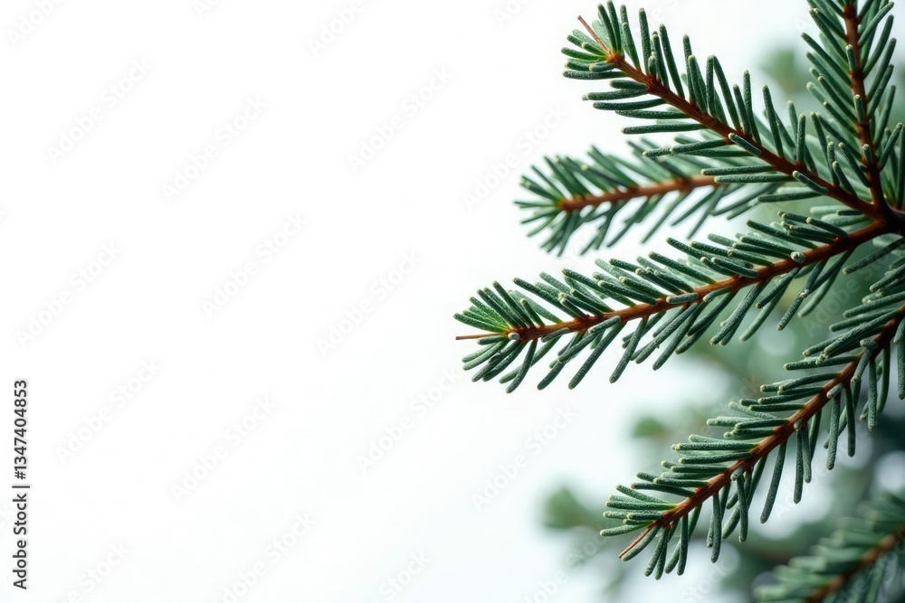 isolated pine tree branches on white background, frosty pine isolated pine tree branches on white background, frosty pine