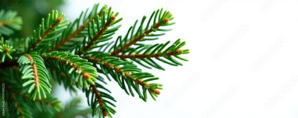 Isolated spruce branches with needles isolated on white background, natural, forest Isolated spruce branches with needles isolated on white background, natural, forest