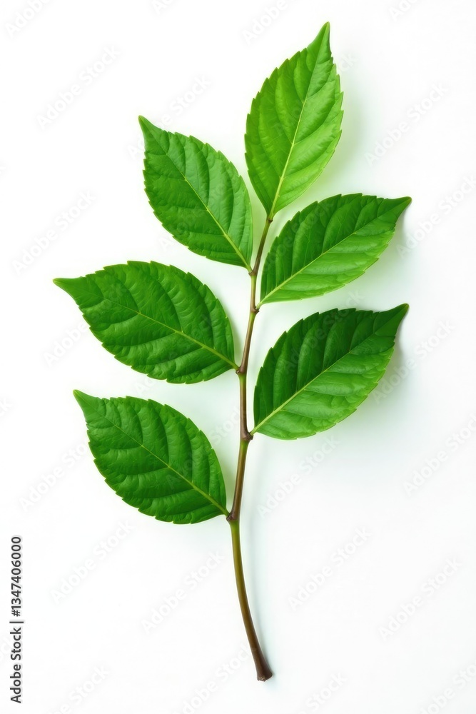 Single branch of leaves on white background with intricate details, solitary, isolated flora Single branch of leaves on white background with intricate details, solitary, isolated flora