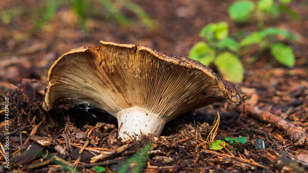 A close-up of a mushroom showcases its intricate gills and textured cap, surrounded by earthy tones of soil and scattered leaves in a forest setting. A close-up of a mushroom showcases its intricate gills and textured cap, surrounded by earthy tones of soil and scattered leaves in a forest setting.