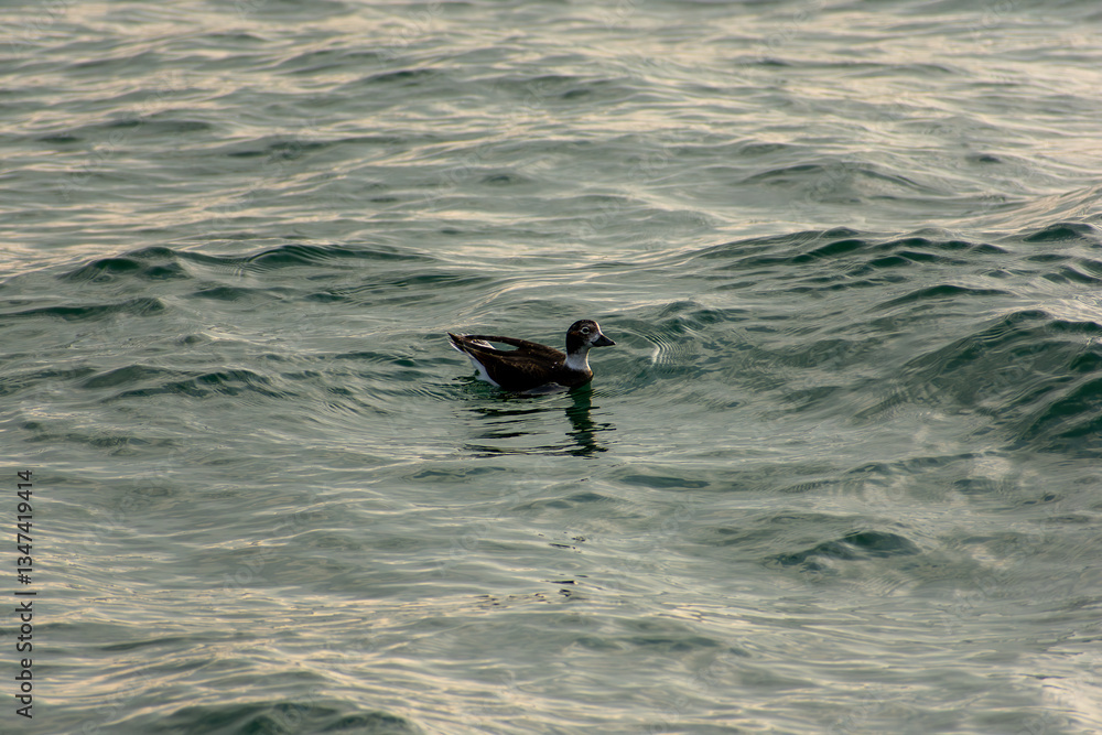 Obraz premium Long-tailed Duck