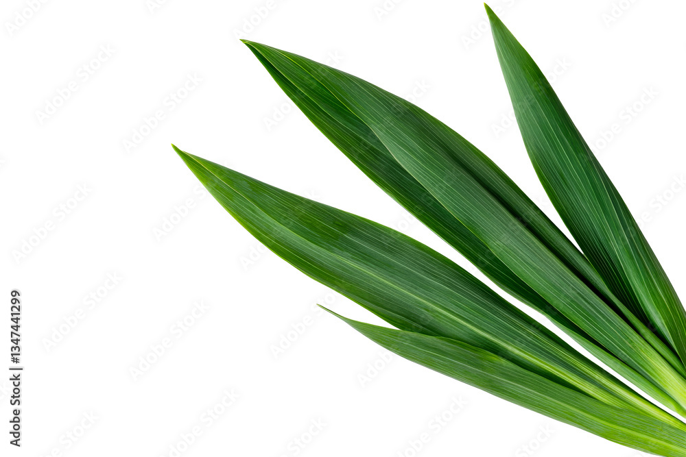 Fresh green gladiolus leaves on black background, cut out transparent Fresh green gladiolus leaves on black background, cut out transparent