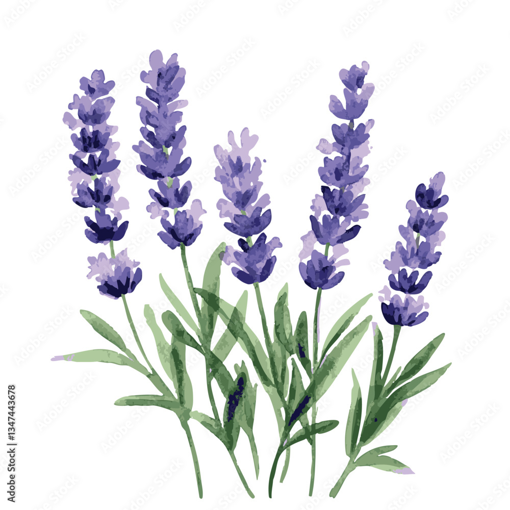 Fototapeta premium Drawing of purple lavender flowers. The drawing is on a white background.