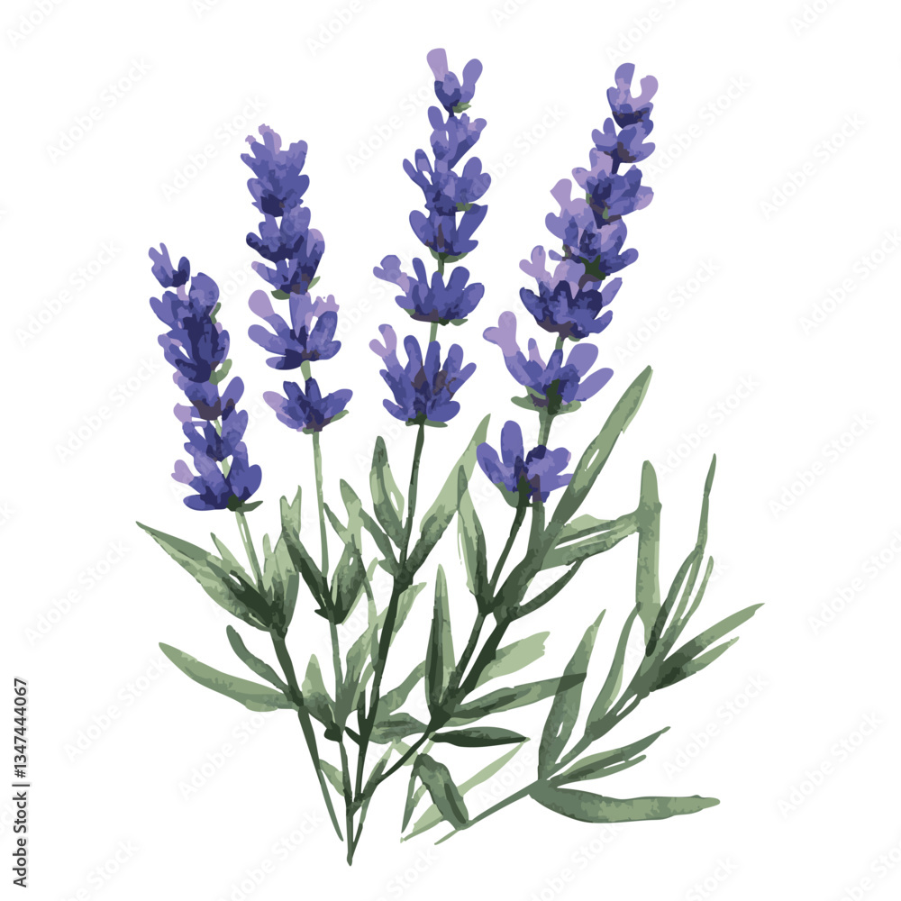 Fototapeta premium Drawing of purple lavender flowers. The flowers are purple and the stems are green.