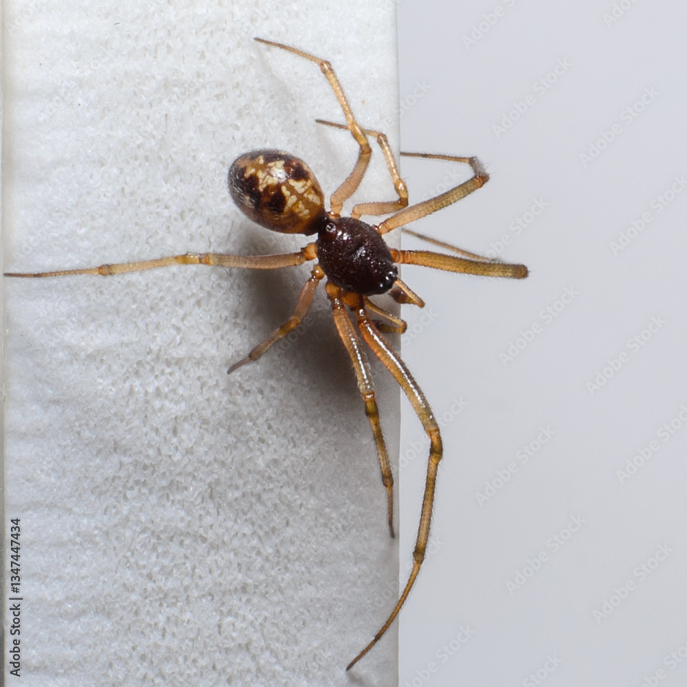 Spider on white fabric close-up