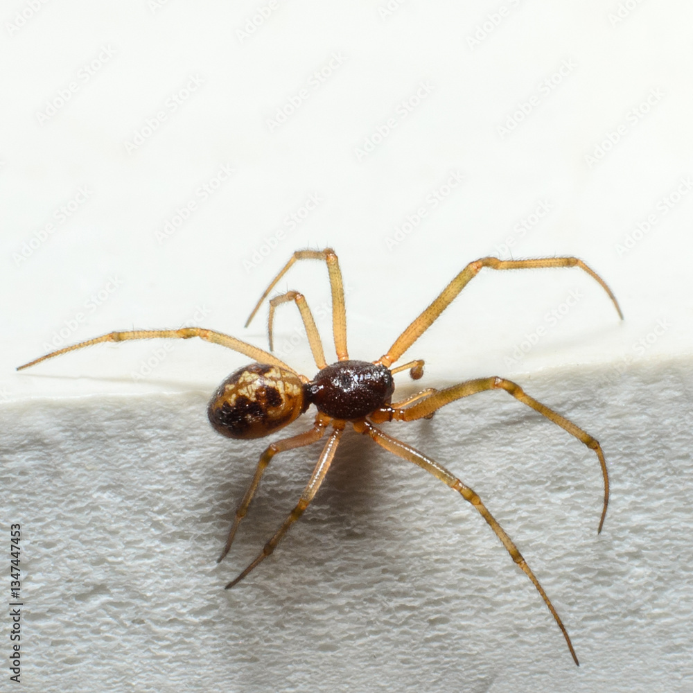 Spider on white fabric close-up