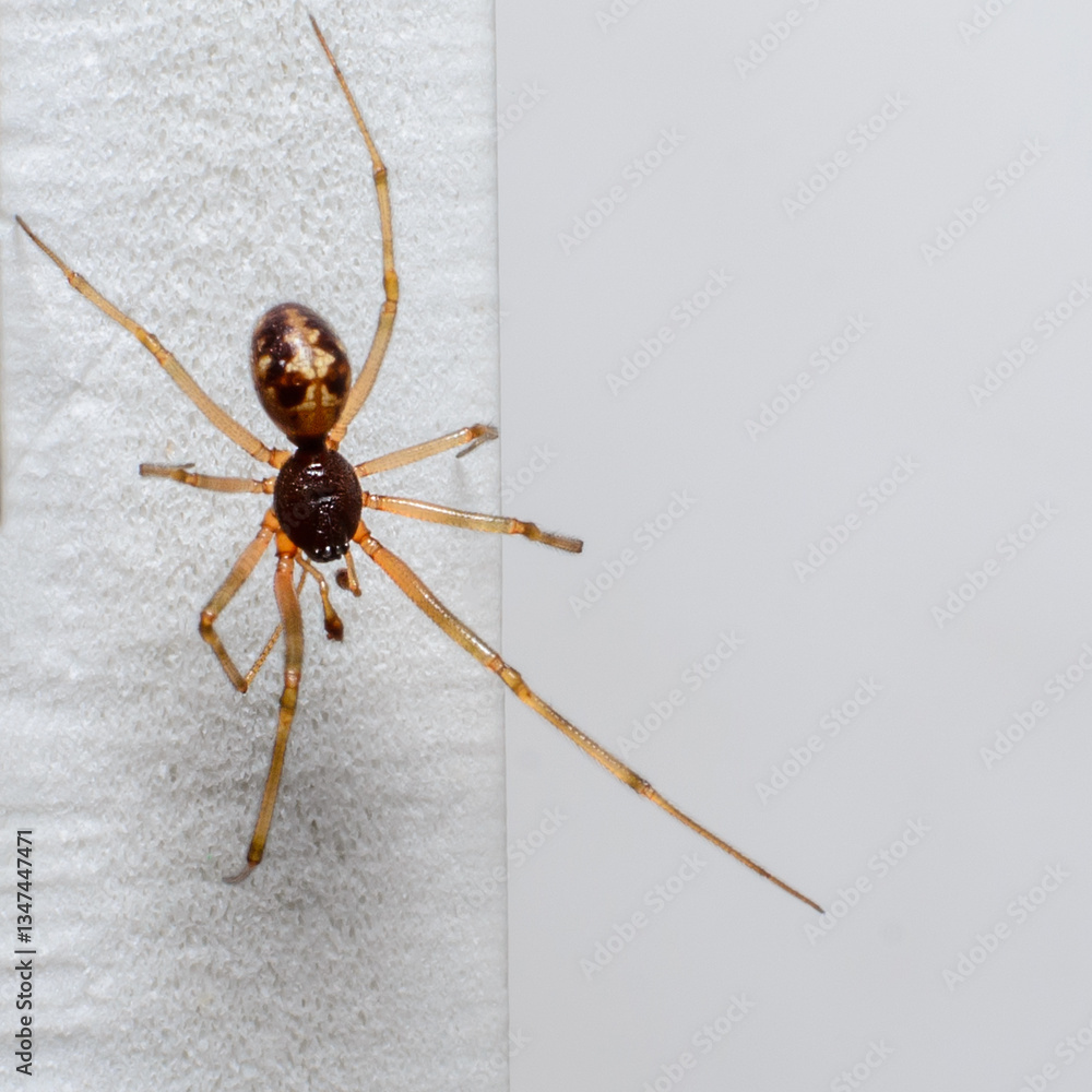 Spider on white fabric close-up